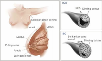 anatomi payudara